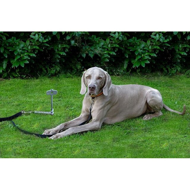 PetPeg 2.0 Bodenanker – Hunde & Katzen bis 45 kg