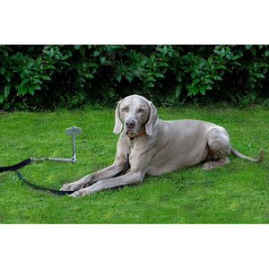 PetPeg 2.0 Bodenanker – Hunde & Katzen bis 45 kg